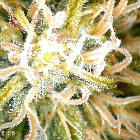 Walburga #3 growlog timeline photo