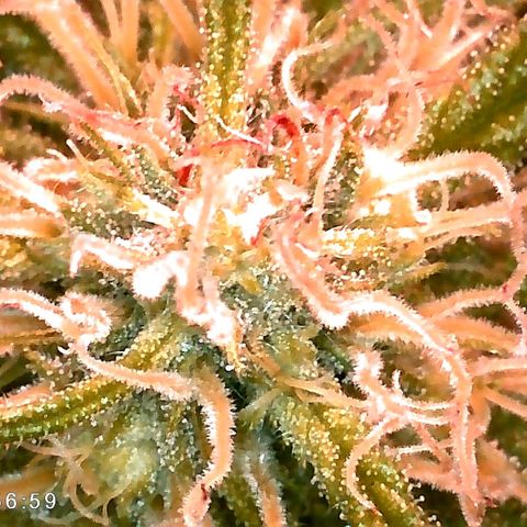 Walburga #3 growlog timeline photo
