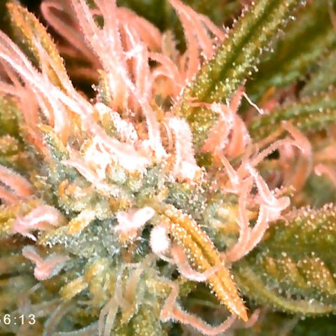 Walburga #3 growlog timeline photo