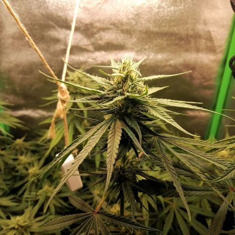 Walburga #3 growlog timeline photo