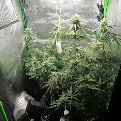 Walburga #3 growlog timeline photo