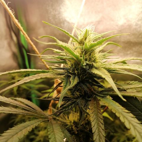 Walburga #3 growlog timeline photo