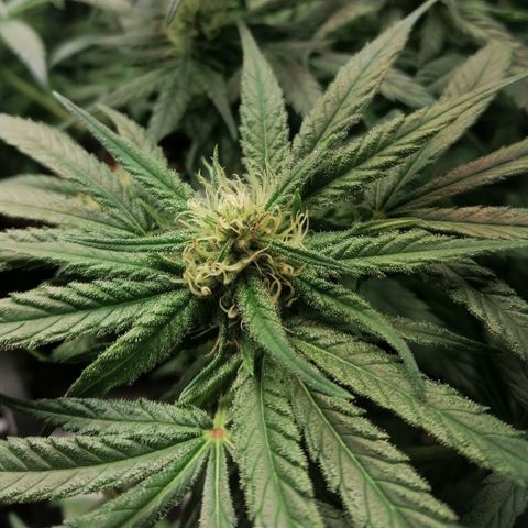 Walburga #3 growlog timeline photo