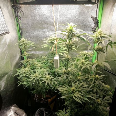 Walburga #3 growlog timeline photo