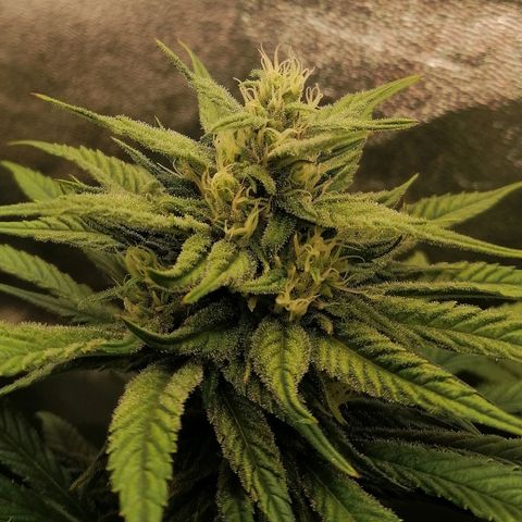 Walburga #1 growlog timeline photo