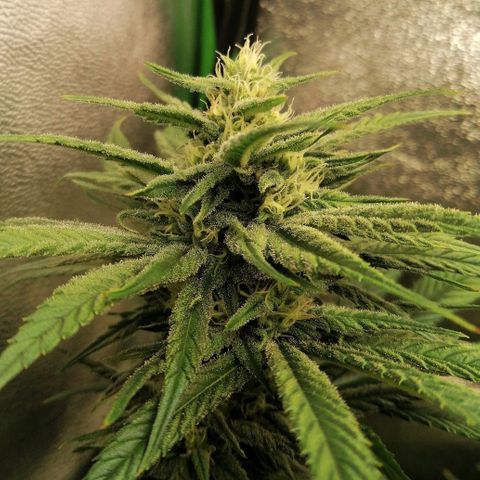 Walburga #1 growlog timeline photo