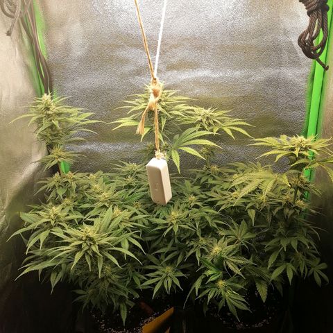 Walburga #1 growlog timeline photo