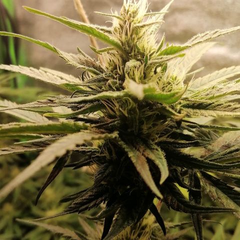 Walburga #3 growlog timeline photo