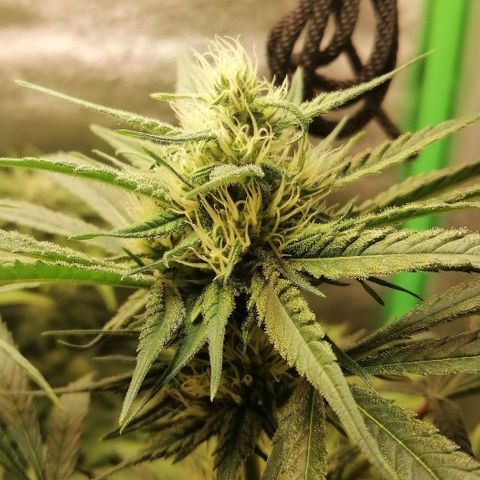 Walburga #3 growlog timeline photo