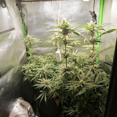 Walburga #3 growlog timeline photo