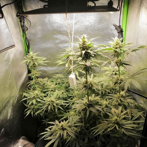 Walburga #3 growlog timeline photo
