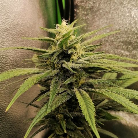 Walburga #1 growlog timeline photo