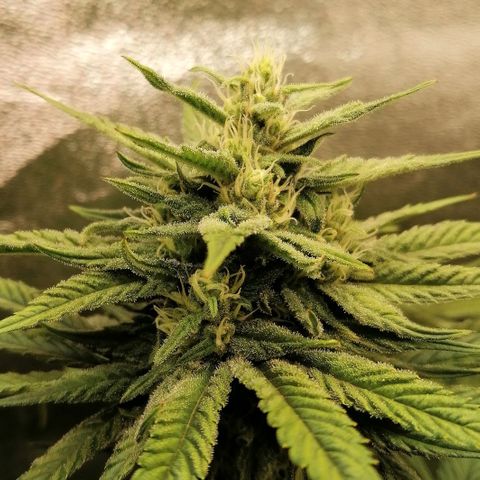 Walburga #1 growlog timeline photo