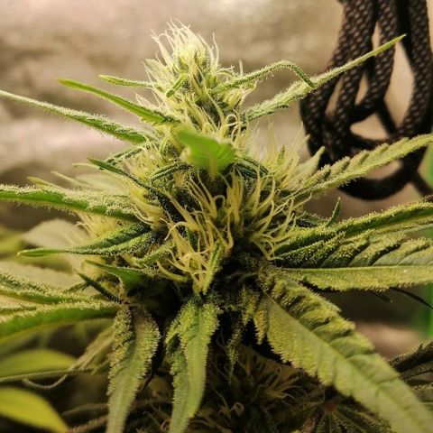 Walburga #3 growlog timeline photo