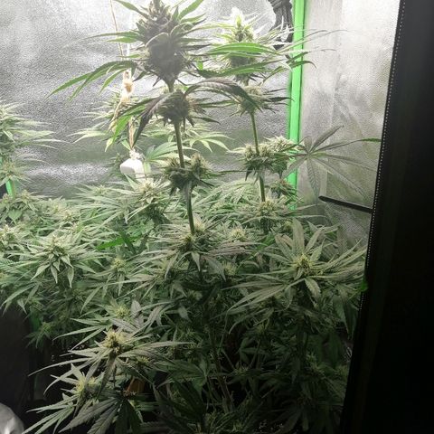 Walburga #3 growlog timeline photo
