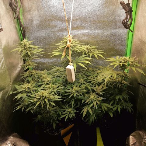 Walburga #1 growlog timeline photo