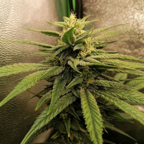 Walburga #1 growlog timeline photo