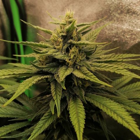 Walburga #1 growlog timeline photo