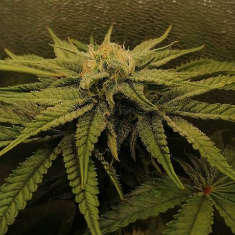 Walburga #2 growlog timeline photo