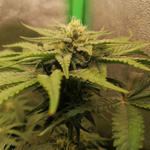 Walburga #2 growlog timeline photo