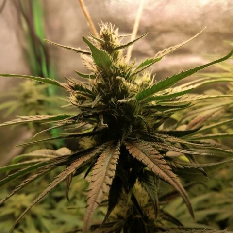 Walburga #3 growlog timeline photo