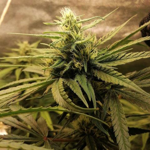 Walburga #3 growlog timeline photo