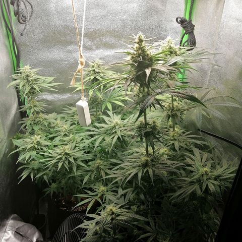 Walburga #3 growlog timeline photo