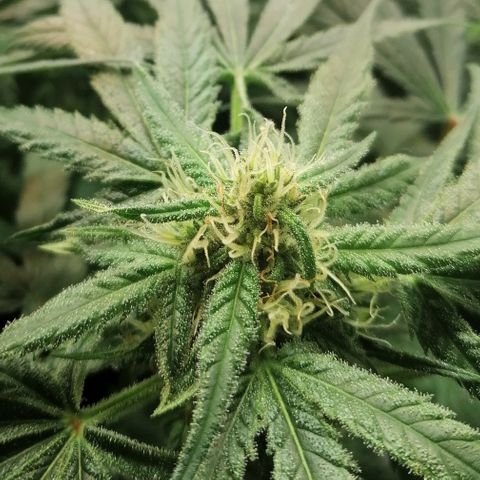 Walburga #3 growlog timeline photo
