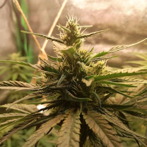 Walburga #3 growlog timeline photo