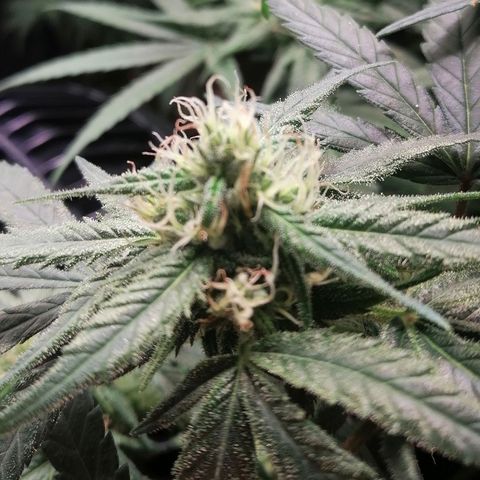 Walburga #3 growlog timeline photo