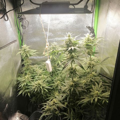 Walburga #3 growlog timeline photo
