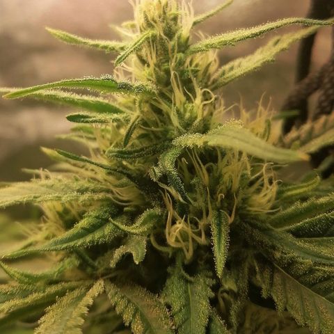Walburga #3 growlog timeline photo