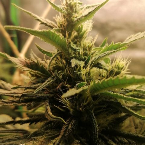 Walburga #3 growlog timeline photo