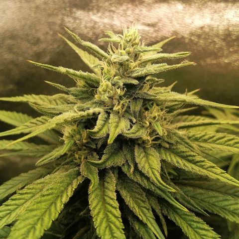 Walburga #3 growlog timeline photo