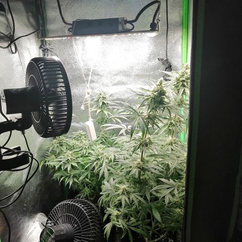 Walburga #3 growlog timeline photo