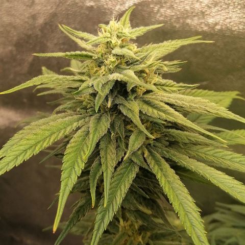 Walburga #1 growlog timeline photo