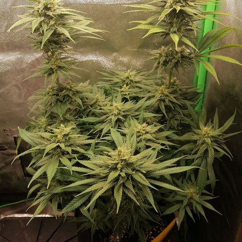 Walburga #1 growlog timeline photo