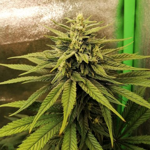 Walburga #1 growlog timeline photo