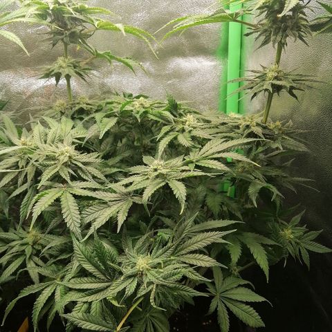 Walburga #2 growlog timeline photo