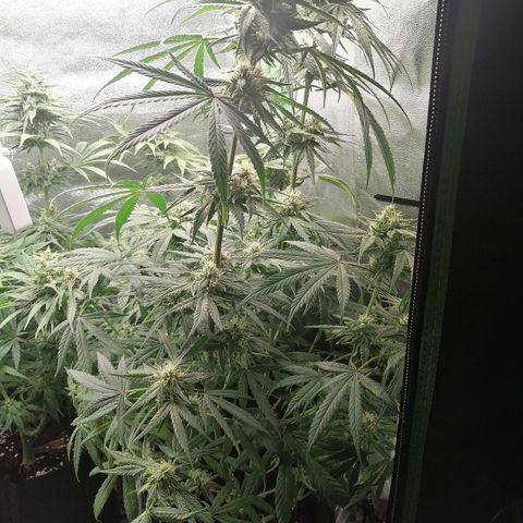 Walburga #3 growlog timeline photo