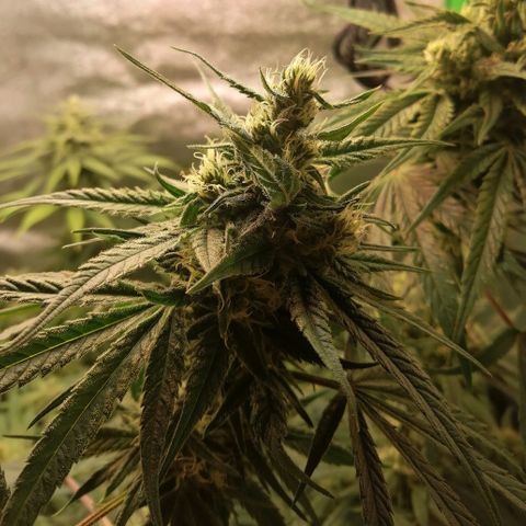 Walburga #3 growlog timeline photo