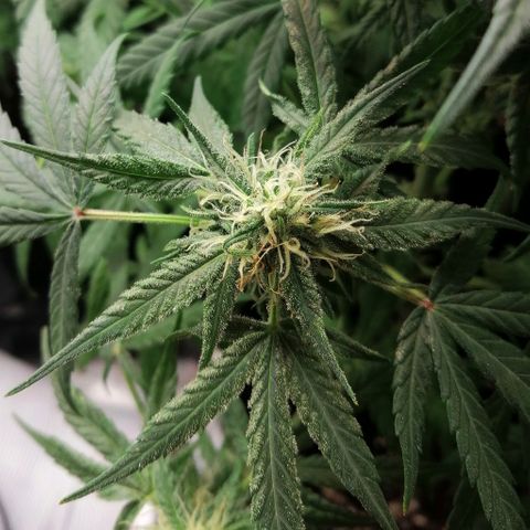 Walburga #3 growlog timeline photo