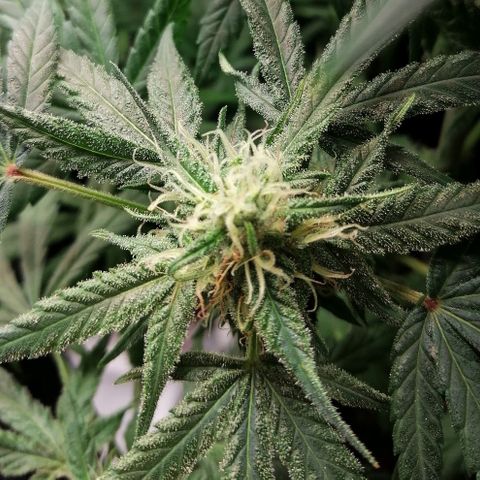 Walburga #3 growlog timeline photo