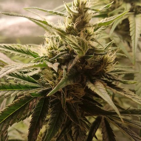 Walburga #3 growlog timeline photo