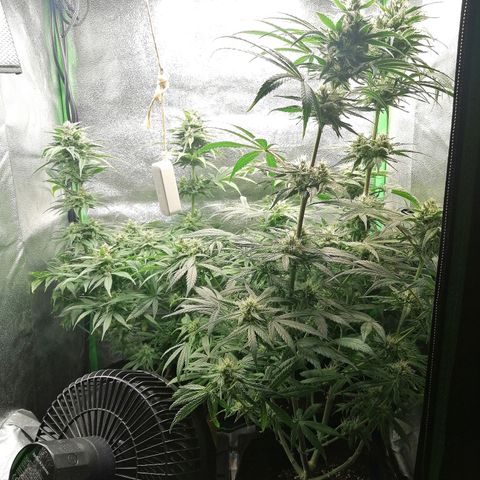 Walburga #3 growlog timeline photo
