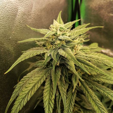 Walburga #3 growlog timeline photo