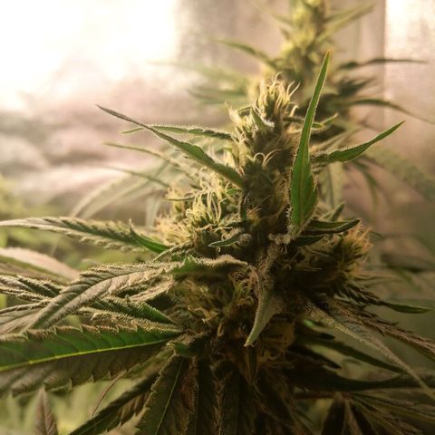 Walburga #3 growlog timeline photo