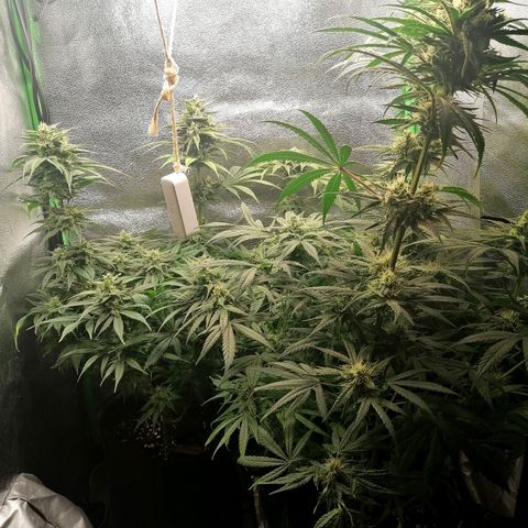 Walburga #3 growlog timeline photo