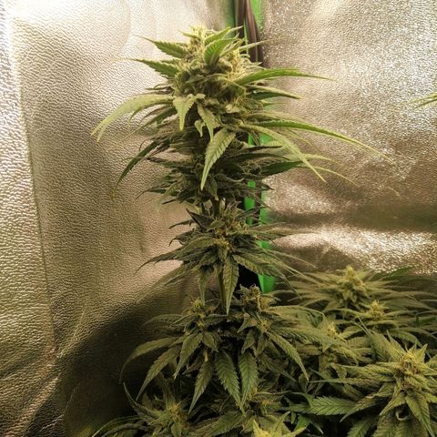 Walburga #1 growlog timeline photo