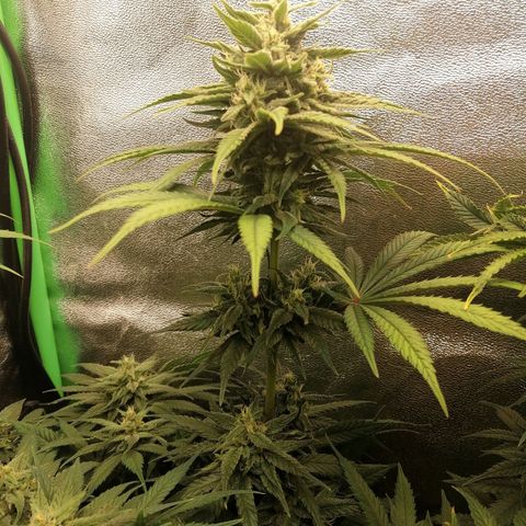 Walburga #1 growlog timeline photo
